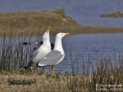 Les Mouettes Amoureuses Villa Louannec Eksteriør bilde